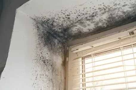 black mold growth