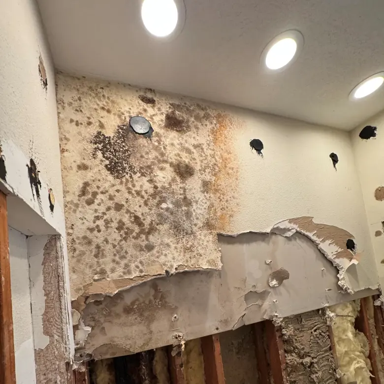 Mold Removal